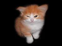 .webp