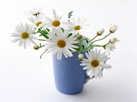 .webp