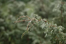 Picture 233.webp