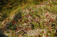 Picture 050.webp