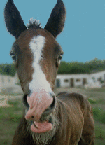 Монечка.gif
