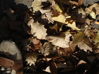 DSC04373.JPG