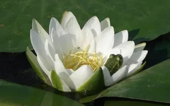 frog_Layer 1.webp