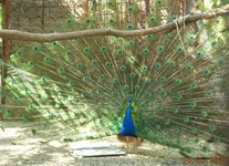 _590014.webp