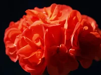 20110421_01r_s.webp