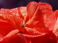 20110421_24r_s.jpg