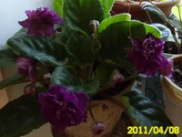 SAM_0143.webp