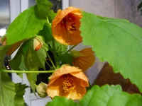 SAM_0166--.webp