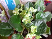 SAM_0178.webp