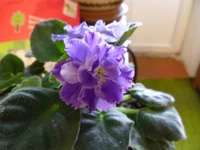 SAM_0183.webp