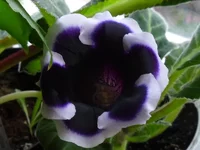 SAM_0266.webp