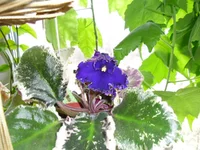 SAM_0261.webp