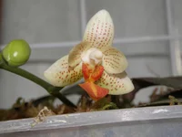 P4222165.webp