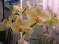 P4222166.webp