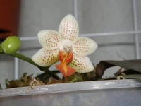 P4222169.webp