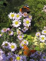 IMG_4100 ред для ХФ.webp