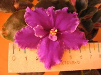 Rodeo Roundup_0275.webp