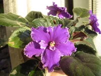 Rodeo Roundup_0276.webp