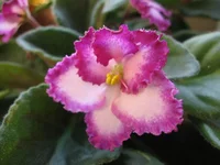 Okie Easter Bunny _0271.webp