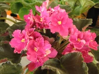 Rebels Faits_0267.webp