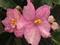 -Кружевные зонтики_0268.webp