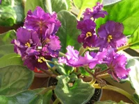 -Лесная ежевика _0277.webp