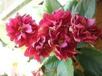 -Сады семирамыды_0278.webp