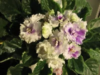 -Сливовый коктейль_0279.webp