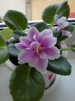 Music Box Dancer.webp