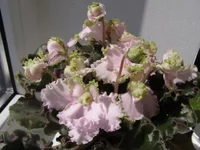 Ancient Lace  2.webp