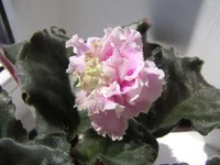 ApriL in Paris 1.webp