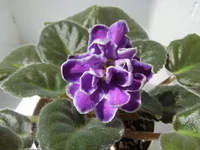 King's treasure.webp