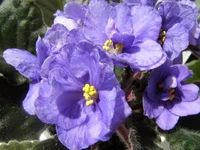 Ma's Toxic SpiLL.webp