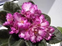 Okie Easter Bunny.webp