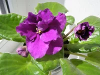  Арабская ночь.webp