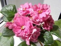   Бабье лето.webp