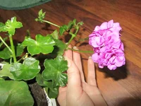 IMG_1519.webp