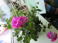 IMG_1523.webp