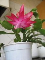 IMG_1020.webp