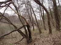 P4240161_1.jpg