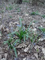 P4240199_1.webp