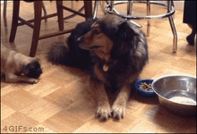 gifs-12.gif