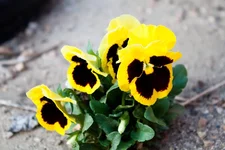 IMG_0638.webp