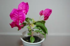DSC_0015.webp
