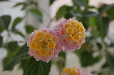 DSC_0007.webp