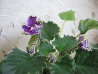 Emerald Lace_0329.webp