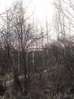 P4250161.webp