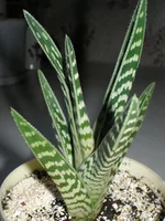 Aloe variegata (Алоэ пестрое).jpg