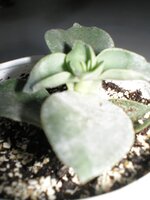 Crassula lactea (Толстянка молочная).jpg