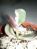 Crassula ovata var. variegata 'Tricolor' (Толстянка яйцевидная разнов.пестрая).jpg